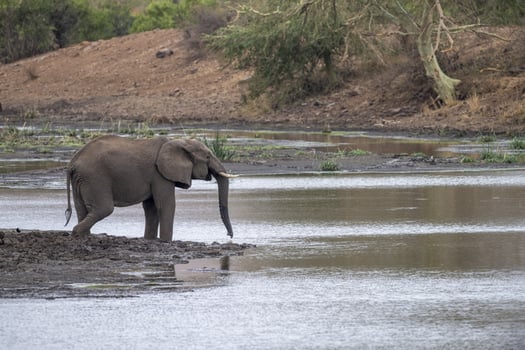 African elephant in the Kruger National Park, South Africa AT THE POND photo