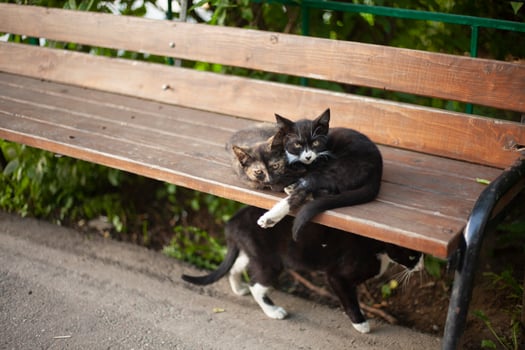 Cats on bench. Animals in yard. Pets on street. photo