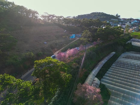 Blossoming Beauty Stunning Apricot Cherry Blossoms in Springtime at Da Lat City, Vietnam photo
