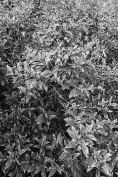 black and white leaf at garden photo