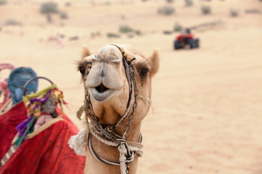Arabian camel in the desert photo