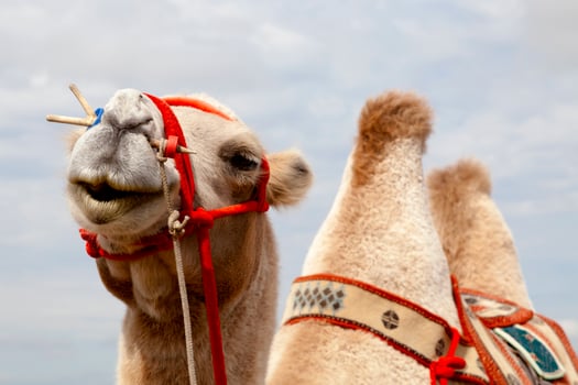 Portrait of Bactrian camel in the Mini Gobi photo
