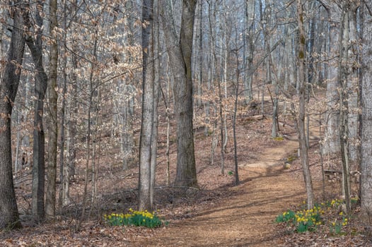 Yellow flowers bloom in February, bringing a burst of color to a somber winter landscape. photo