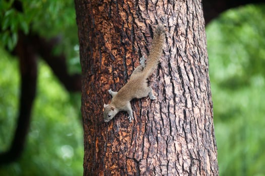 Grey squirrel climbing down a tree photo