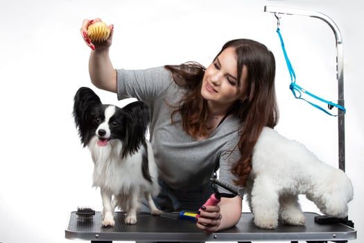 Young professional groomer with pets. She is posing with an instrument. Papillon and bichon dog with hairdresser girl. photo