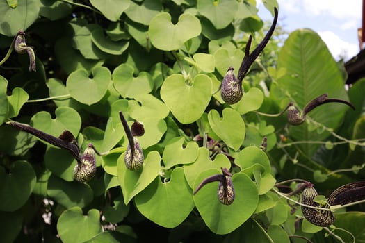 Aristolochia ringens commonly known as Dutchman's pipe. photo