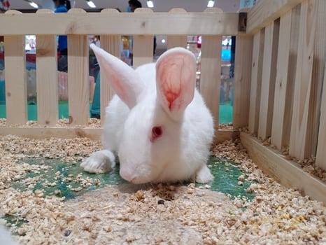 White panon, young white rabbit,rabbitry, keeping rabbits photo