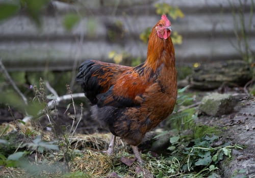 beautiful chickens and roosters outdoors in the yard. photo