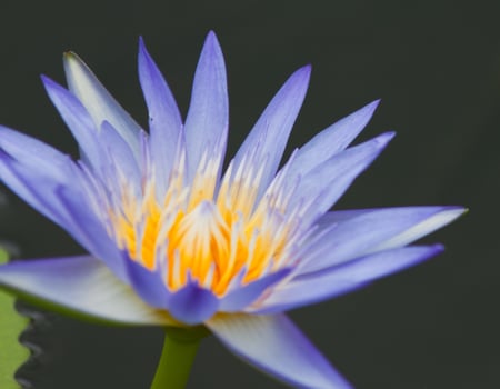 lotus flower,water lily photo
