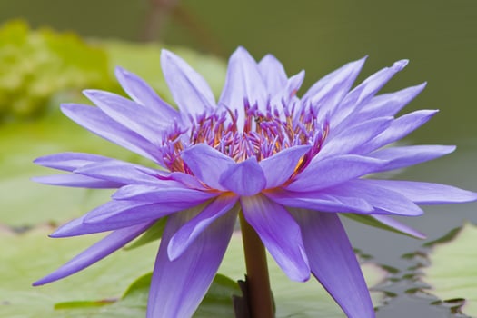 lotus flower,water lily photo