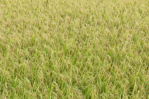 Close up top view rice fields photo