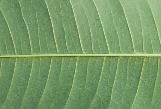 close up leaf background photo