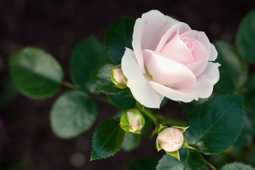 Delicate blooming pink rose and 3 closed buds. Place for text. Selective focus. The background is blurry. photo