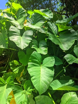 Very fresh and green taro leaves photo