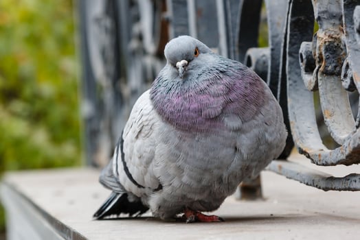 portrait of a beautiful dove photo