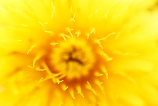 flower dandelion. macro photo. Yellow background. wallpaper. photo