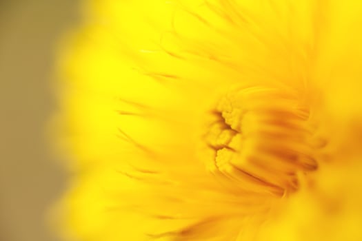 flower dandelion. macro photo. Yellow background. wallpaper. photo