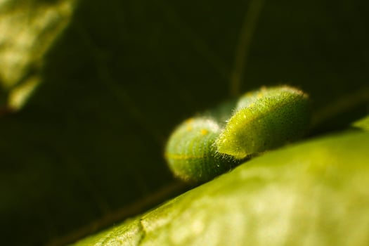 green caterpillar on leaf photo