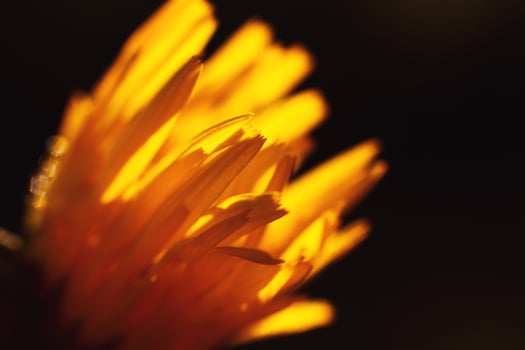 dandelion in the sun. dandelion closeup on a dark background photo