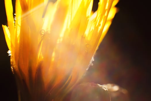 dandelion in the sun. dandelion closeup on a dark background photo