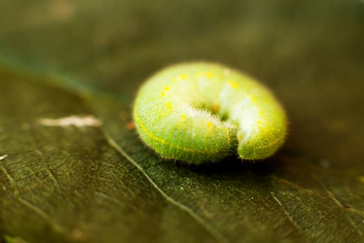 green caterpillar on leaf photo