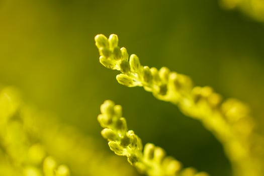 branch of a plant close-up on a green background photo