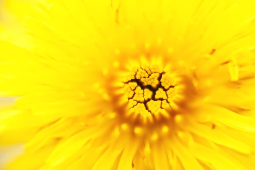 flower dandelion. macro photo. Yellow background. wallpaper. photo