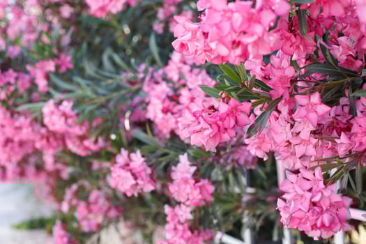 a branch with pink flowers. nature background photo