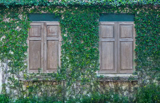 Closed wood window and a wall covered with ivy,wood window and Green Creeper Plant on wall photo