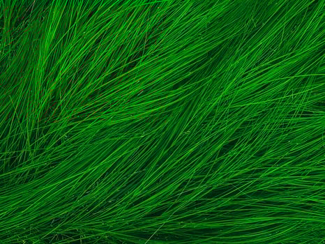 Background and textured of green Fountain grass blow from wind. photo