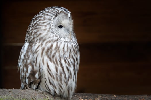 Ural owl. Nocturnal owl on black background photo