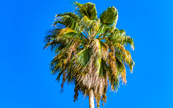 Tropical natural palm tree coconuts blue sky in Mexico. photo