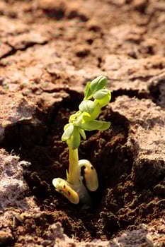 Groundnut Plant Sprouting in Agricultural Land. photo