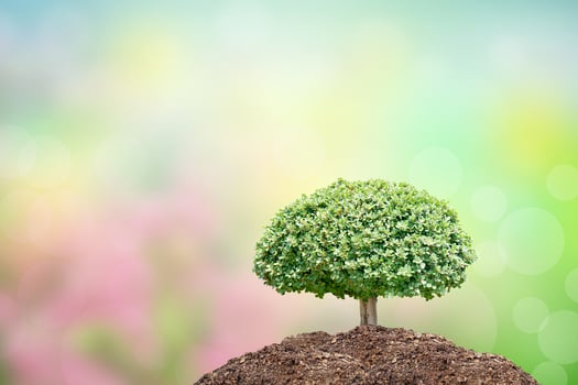 concept of saving the world tree on human hand photo