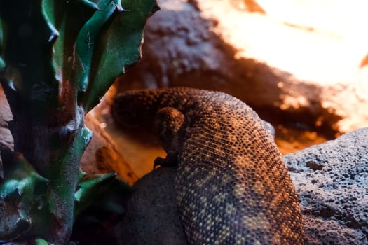 Selective focus of savanna monitor lizards that are perched in a dark place. photo