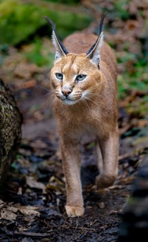 Portrait of Caracal photo
