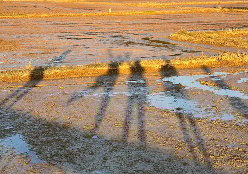 Shadow of people Walking on Rice Paddy After Harvest photo