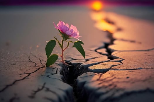 Close up, Pink flower growing on crack street sunset background AI Generated photo