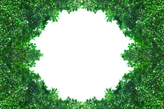 Frame from green leafs isolated on white background with space for text,for background photo