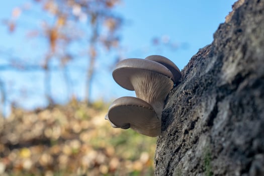 Pleurotus ostreatus on a birch trunk. photo