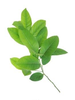 Fresh lemon leaf isolated on white background. photo