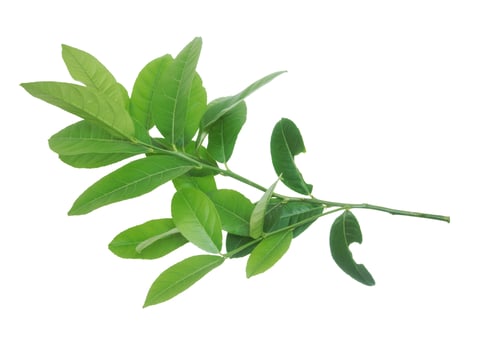 Fresh lemon leaf isolated on white background. photo