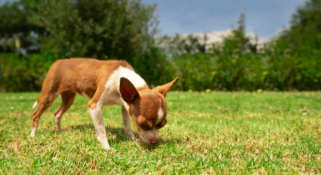 Small light brown and white Pinscher puppy sniffing the grass in the middle of the home garden with defocused green bushes background photo