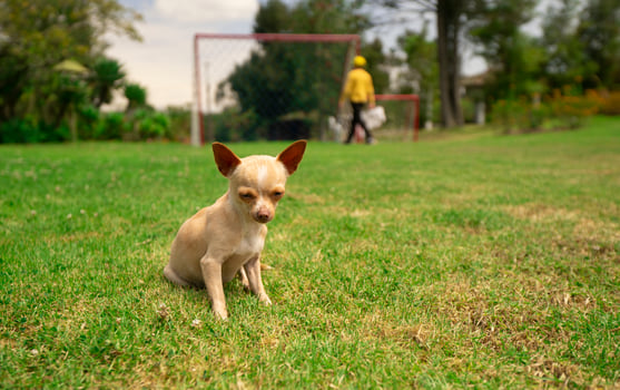 Small light brown and white Pinscher puppy sitting on the grass in the middle of the park with background of defocused green bushes photo