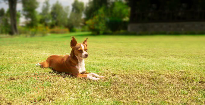 Small brown and white Pinscher dog resting calmly on the grass in the home garden against background of defocused green trees photo