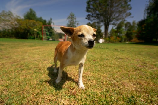 Small curious light brown and white Pinscher dog walking towards the camera in the middle of the park with defocused green trees background photo
