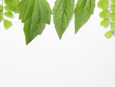 green leaves on a white background, flat lay view photo