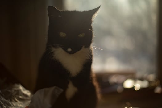 Cat at home in morning. Cat sitting on table. Pet in sunlight. photo