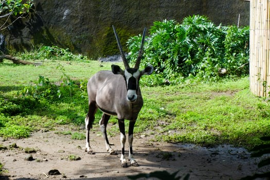Selective focus of oryx gazella that is relaxing in its cage. photo