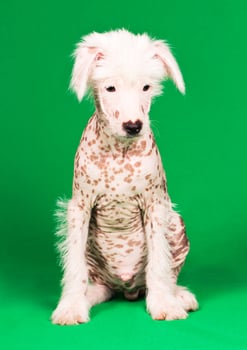 Chinese Crested Dog photo